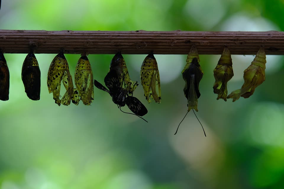 A row of chrysalises hanging from a branch, with a butterfly emerging from one, set against a blurred green background—an inspiring reminder to stay agile and track changes as transformation unfolds.