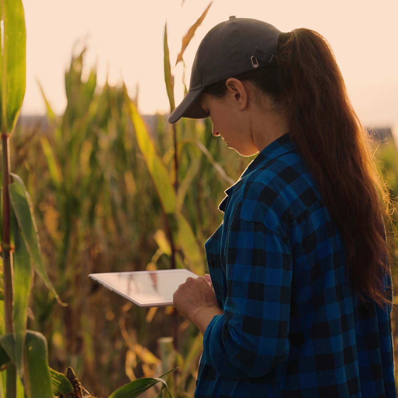 Smart Farming Lösung für die Landwirtschaft